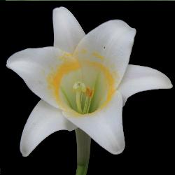 Image: Trevor James © Trevor James 